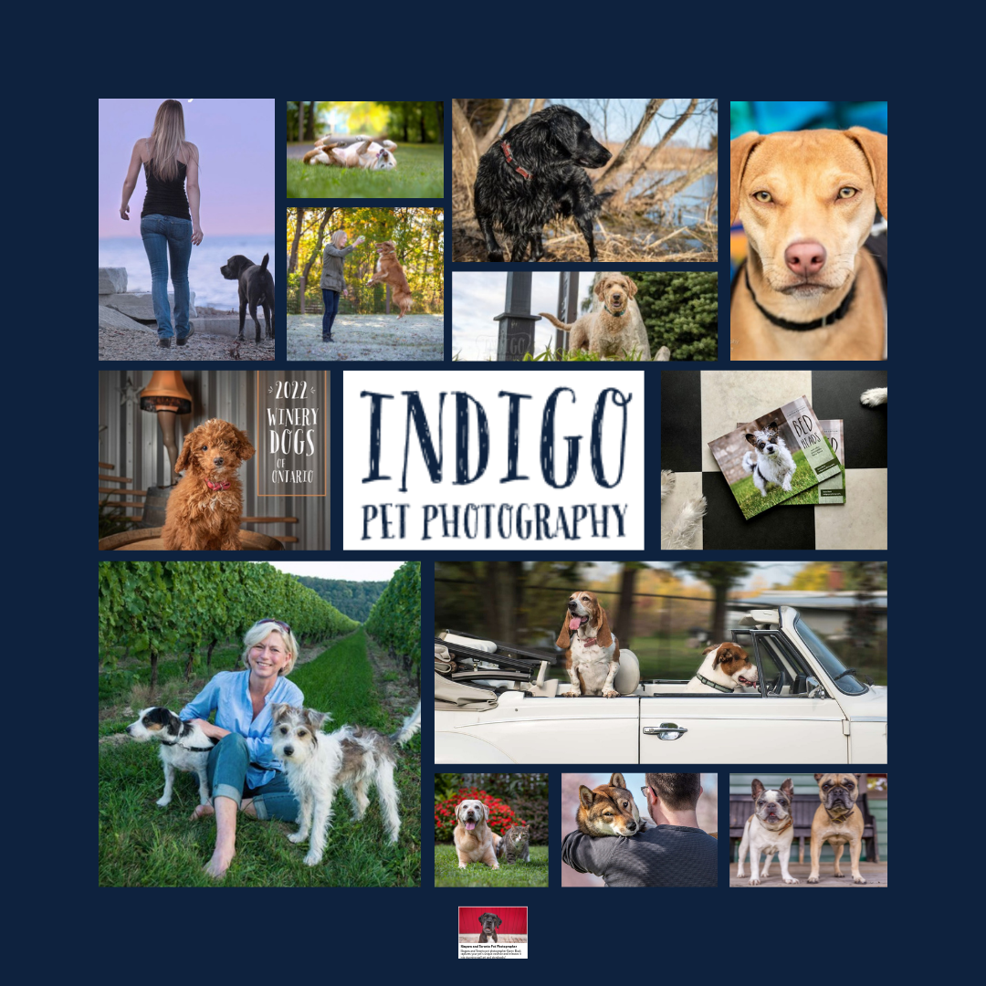 Indigo Pet Photography